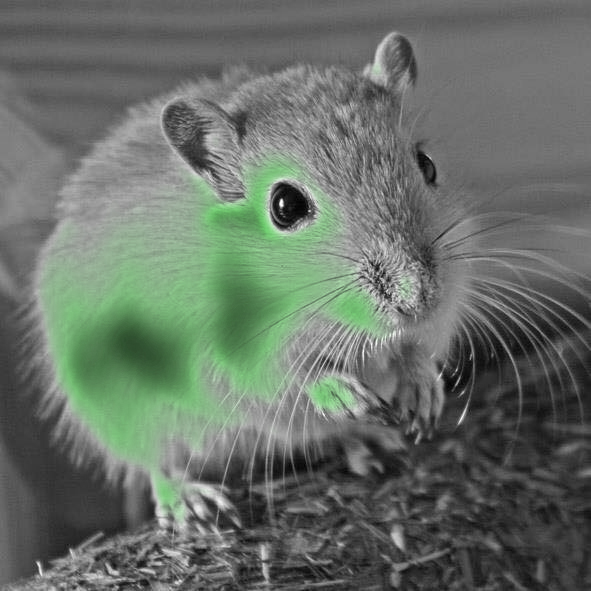 MICE Quotient Definition, Anleitung und Beispiele zur Schreibtechnik